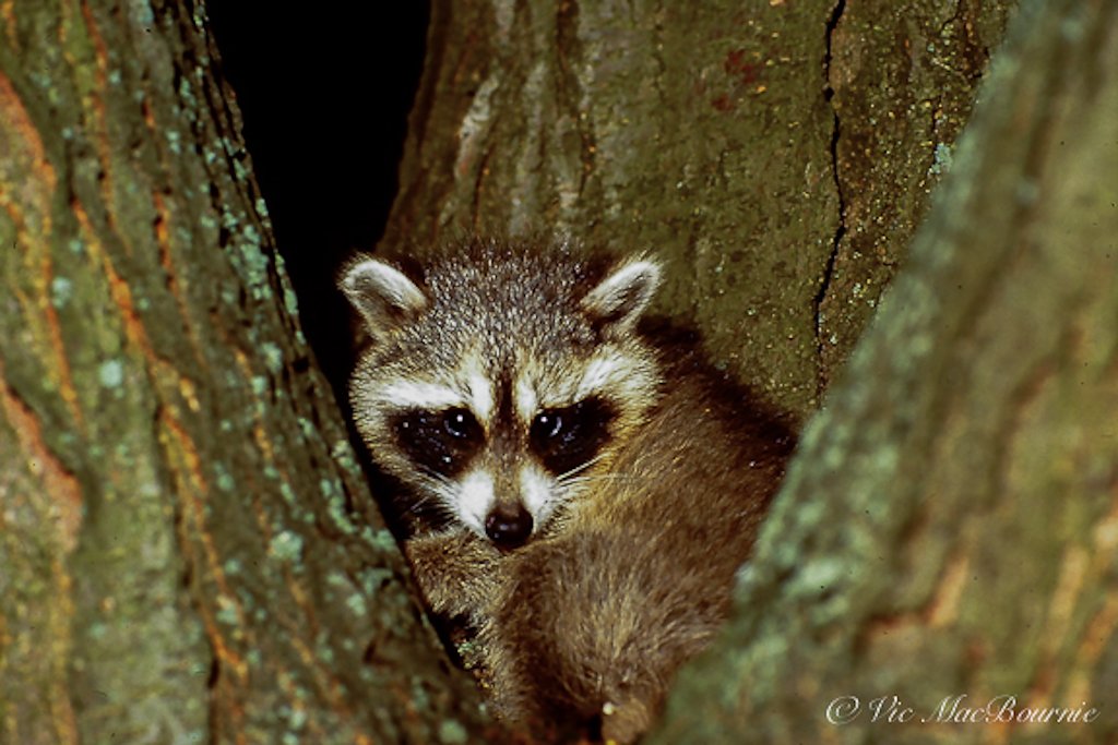 A baby raccoon adventures out into the world in search of a new adventure.