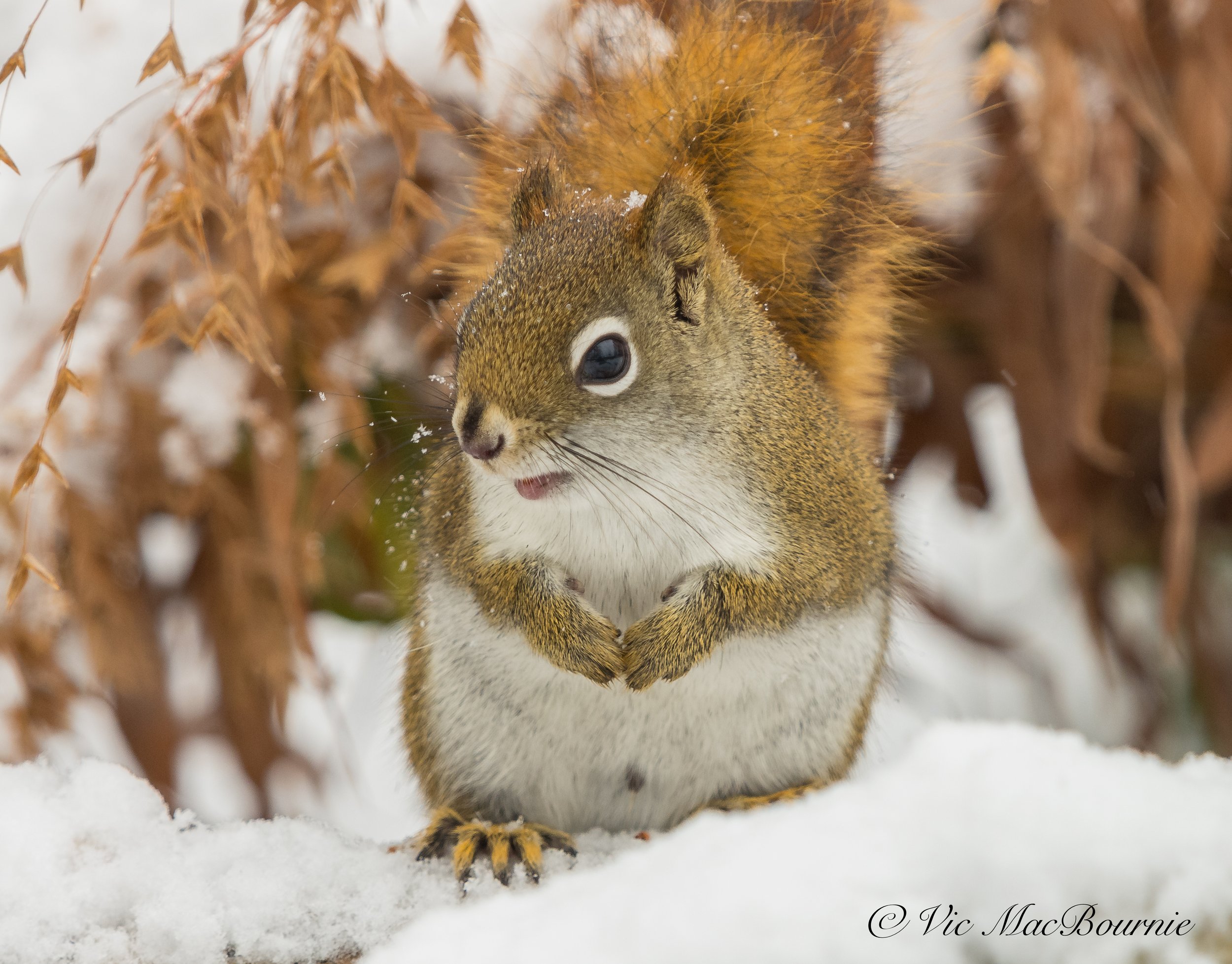 Red Squirrel among the Northern Sea Oats in winter.
