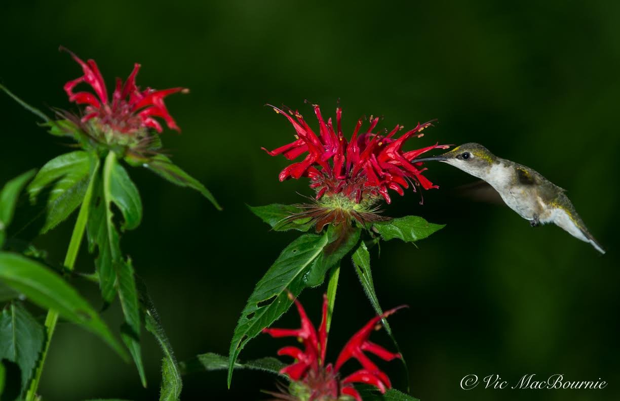 A hummingbird is captured here feeding on Monarda.