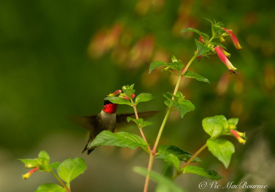 The red neck of this Ruby throated male hummingbird is shown as it  feeds on Cuphea.