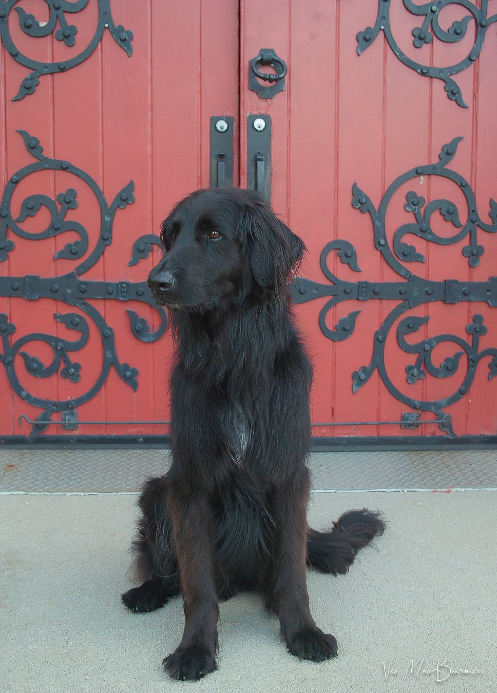 Colby at red door. Sigma DP2: 1/40th sec/ f4.5/ iso 200