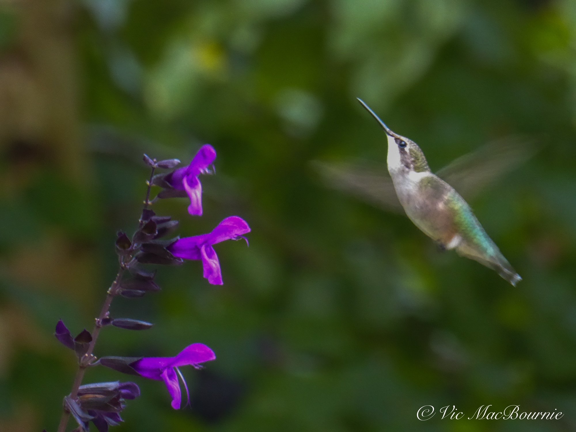 Hummingbird at salvia