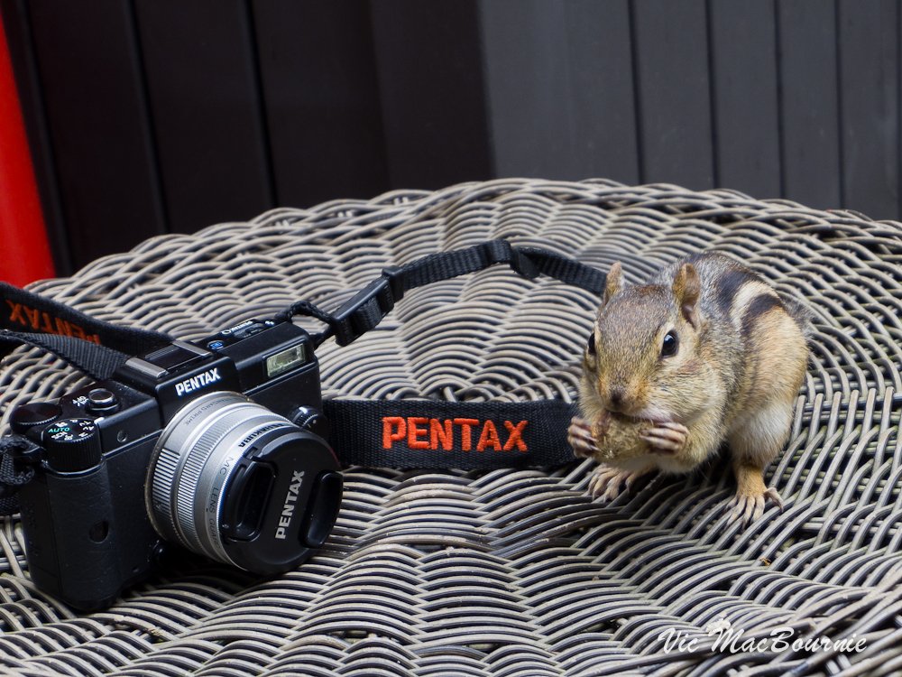 Image shows how small the Pentax Q is beside this tiny chipmunk.
