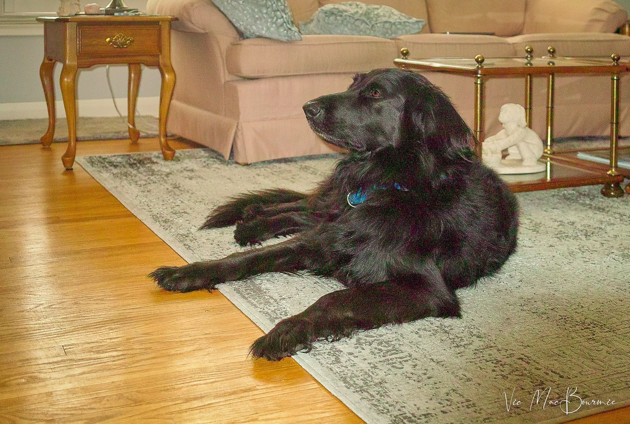Colby with flash. Sigma DP2: 1/40th sec/ f2/ iso 100