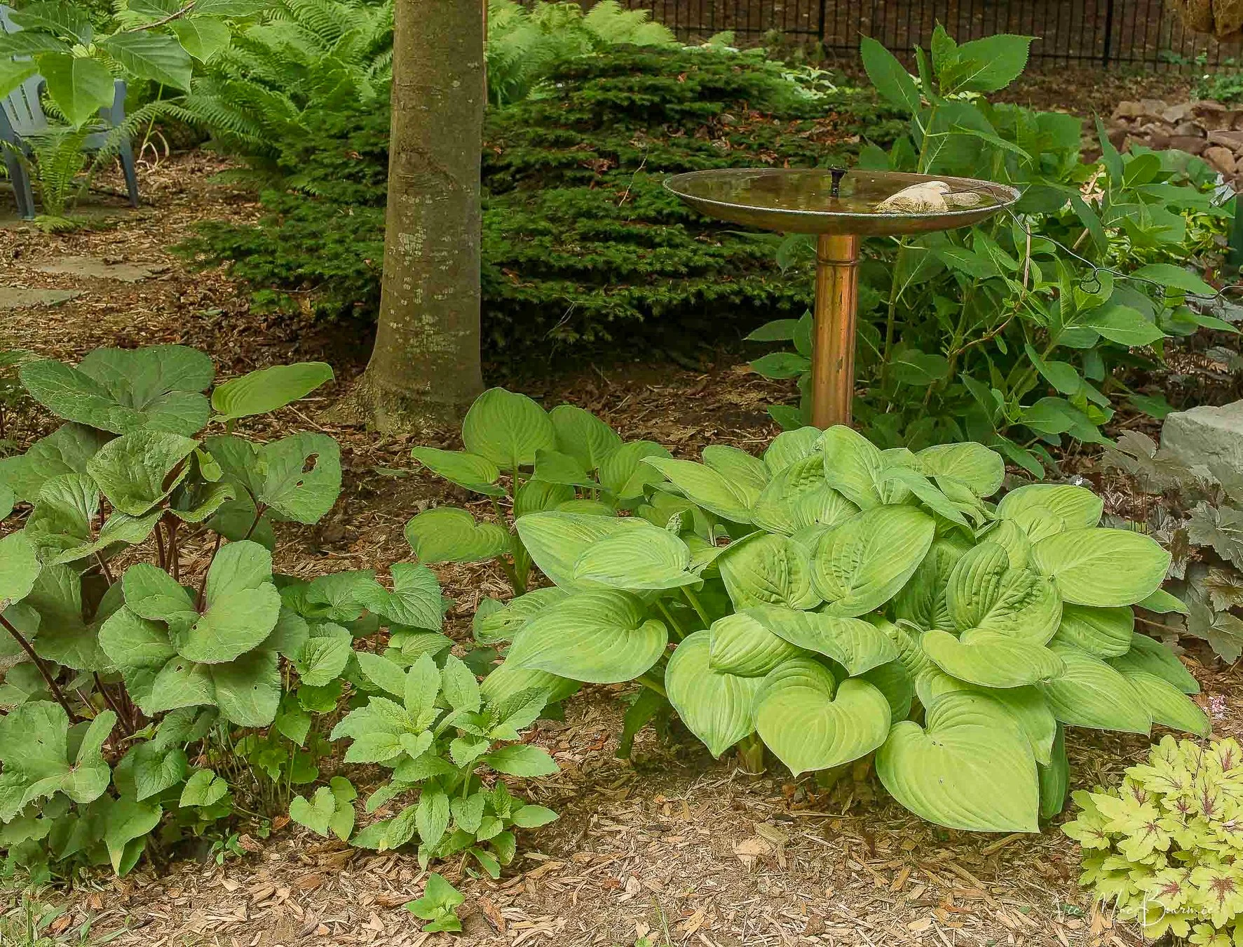 Hosta & birdbath. Sigma SD2: 1/13th sec/ f5.6/ iso 100