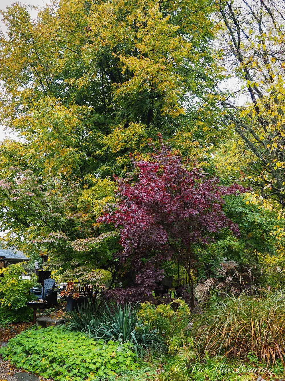 Lindon Tree Range Linden is important wildlife tree in woodland garden — FERNS & FEATHERS