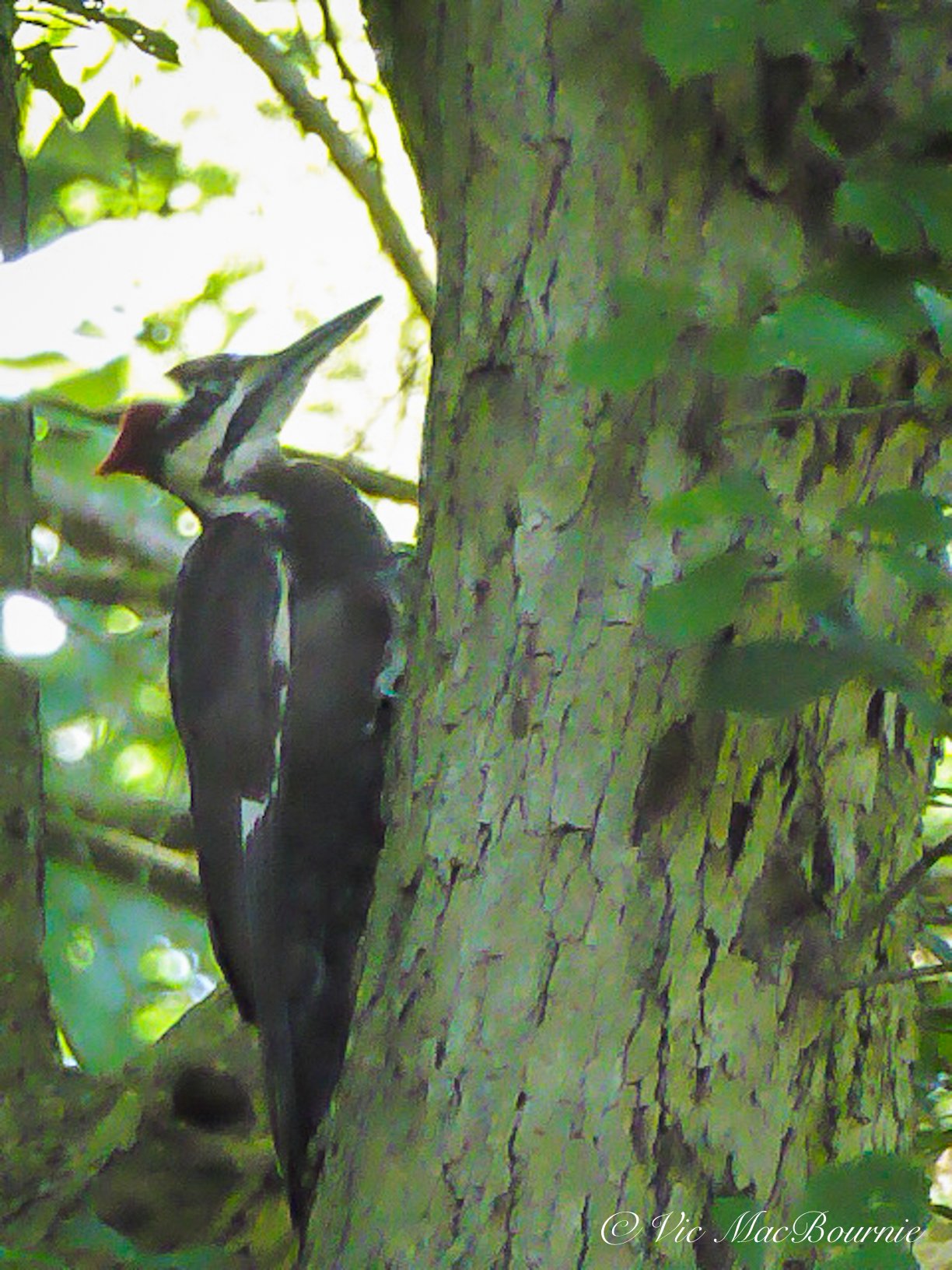 Pileated woodpecker working an old dying tree