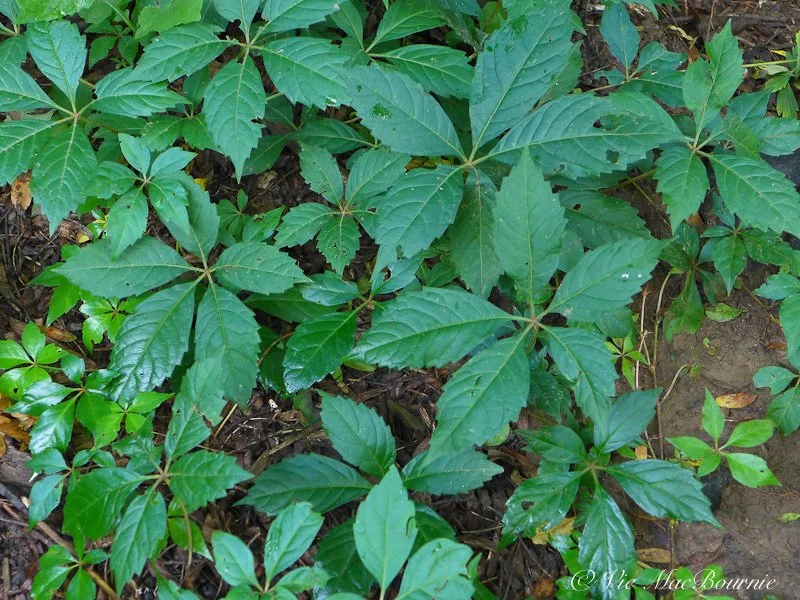 Discover the beauty and versatility of our native Virginia Creeper ...