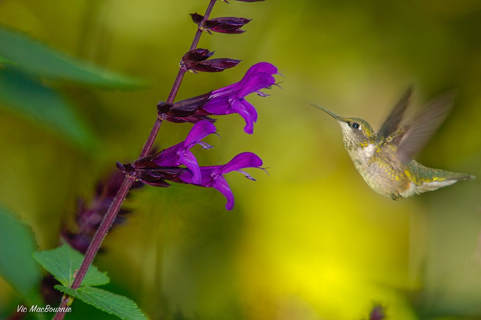 Hummingbird prepares to feed on salvia.