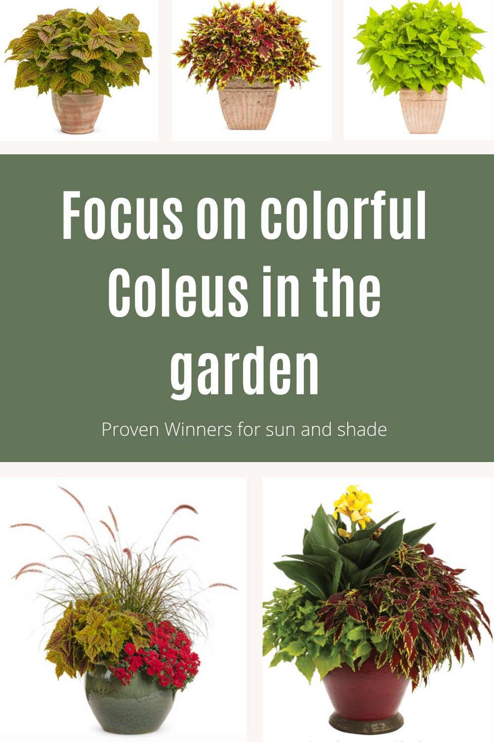 A sampling of Proven Winners Coleus in containers