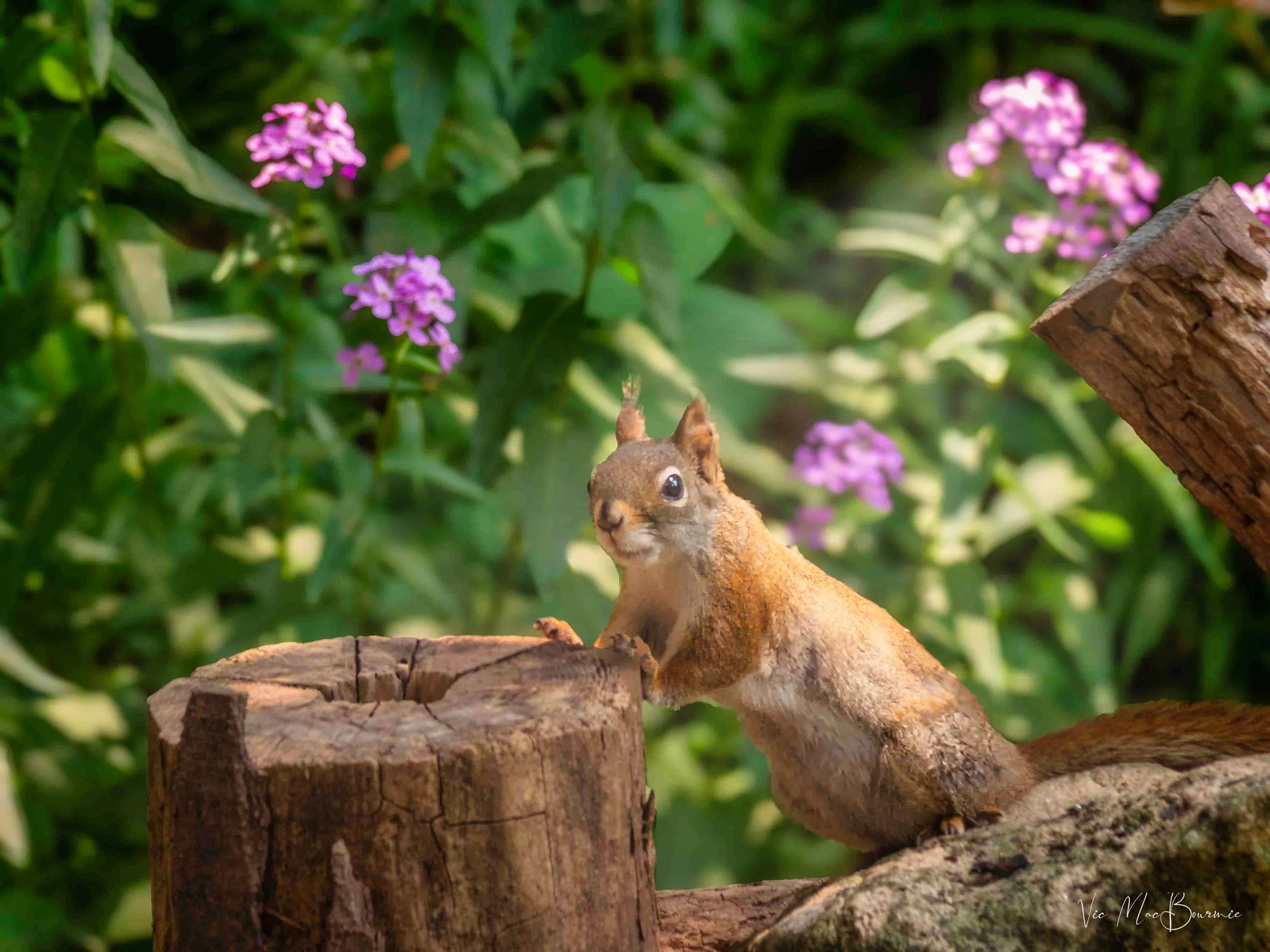 Natural bird feeders: Good alternative to expensive store-bought feeders