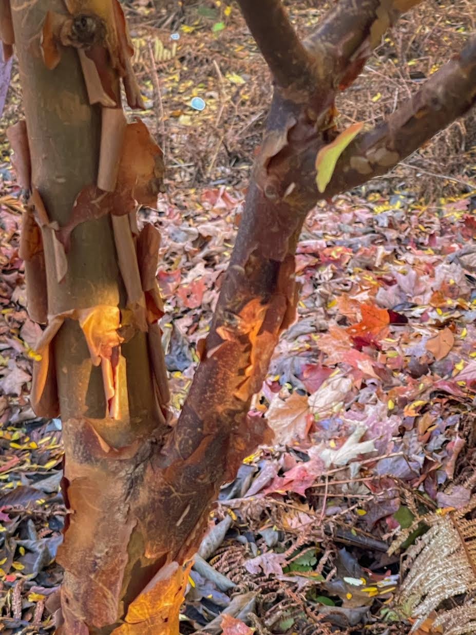 The paper thin bark of the paperbark maple does not begin until the tree is about seven years old.