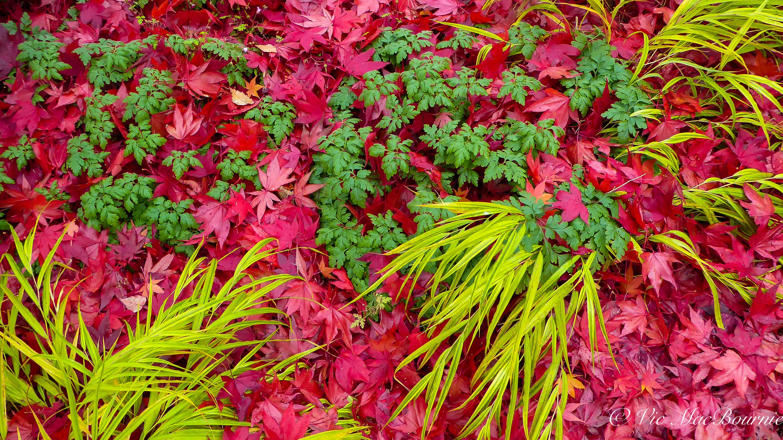 Vibrant fall-coloured Japanese Maple leaves cover ornamental grasses.