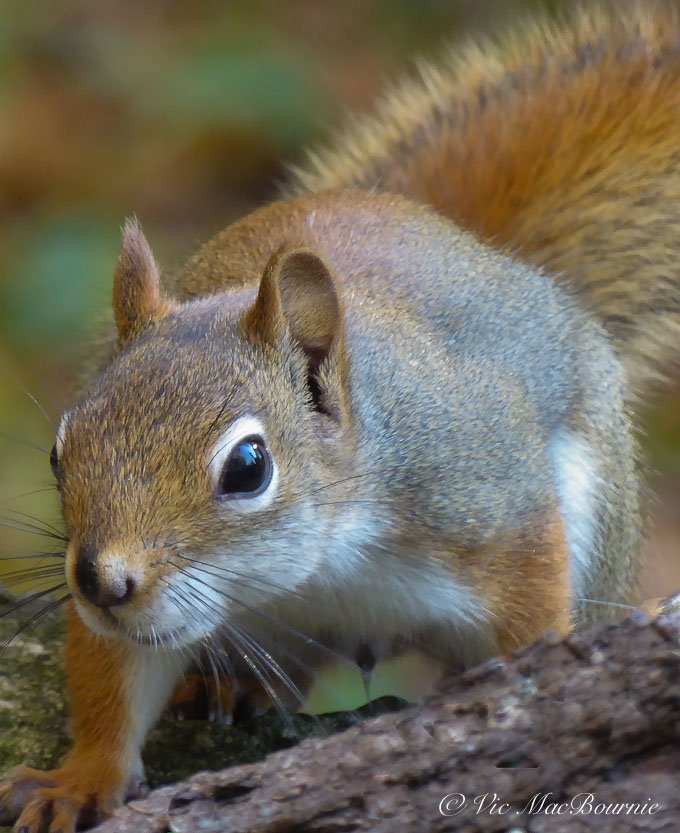 This close-up of a red squirrel shows the telephoto capabilities of the camera.