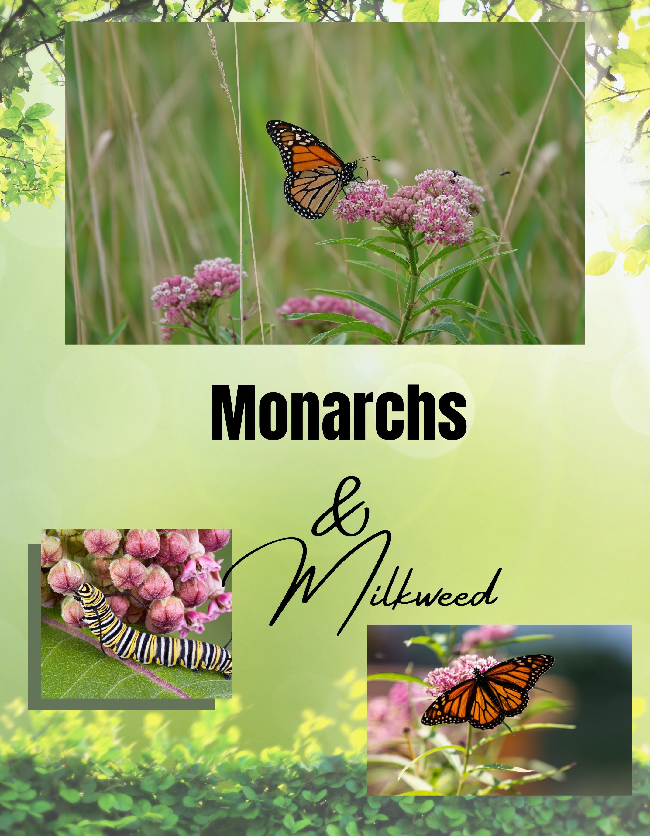 The monarch and the milkweed