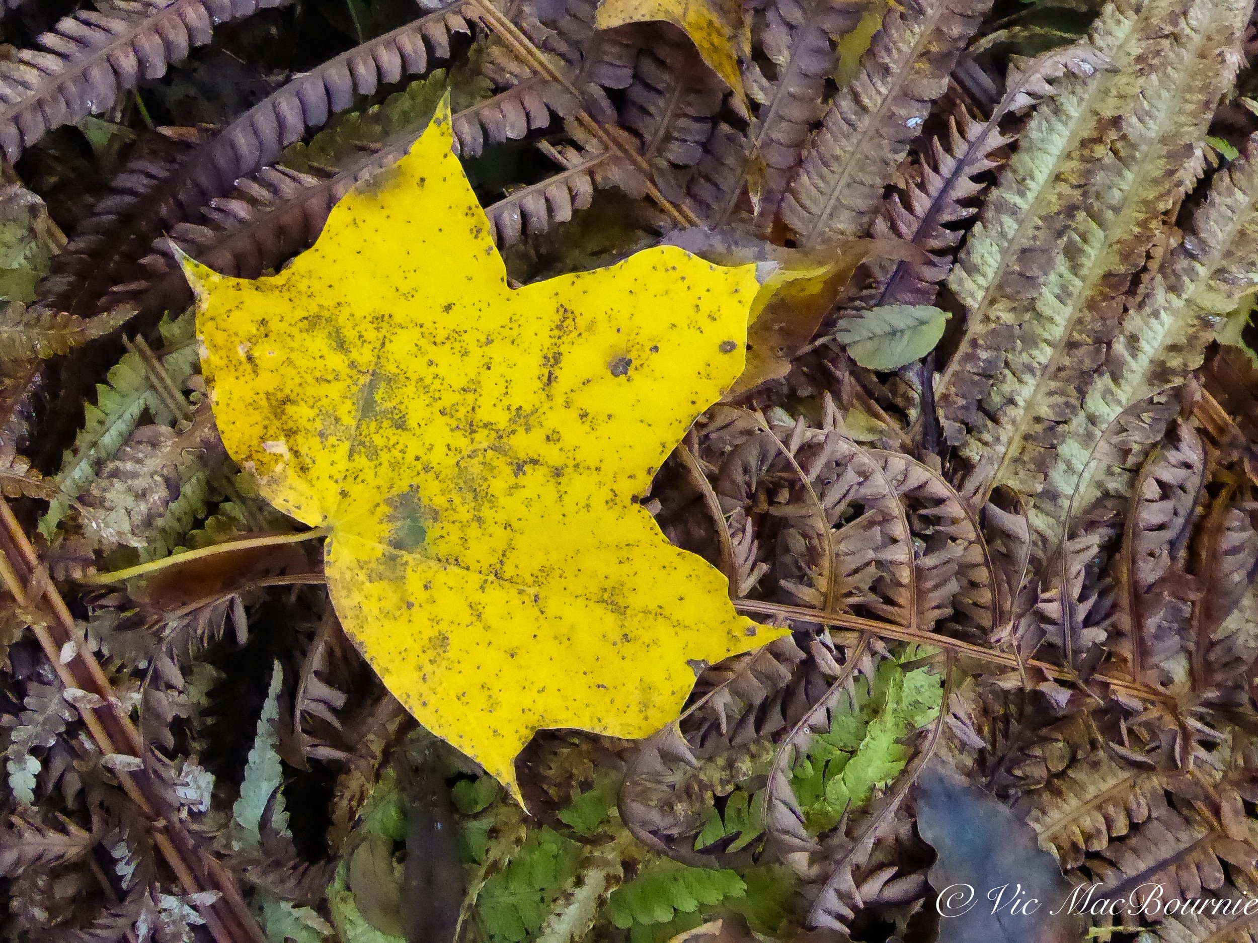 A fall Maple leaf among the ferns in the garden