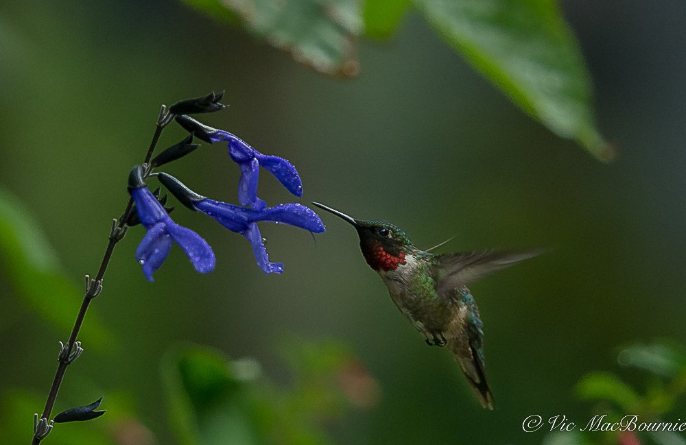 Male Hummingbird at salvia