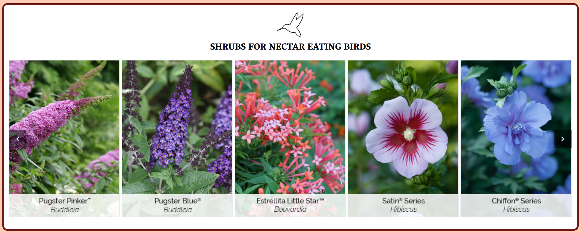 Proven Winner's suggestions for best shrubs for nectar eating birds.