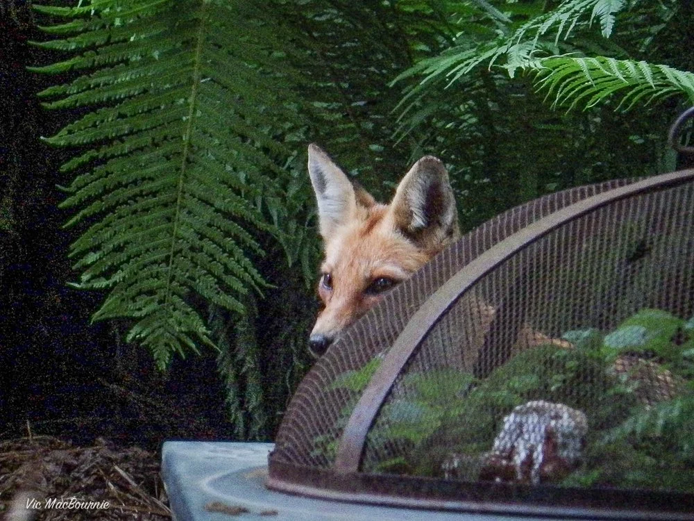 Why do foxes steal shoes and gloves from backyards — FERNS & FEATHERS