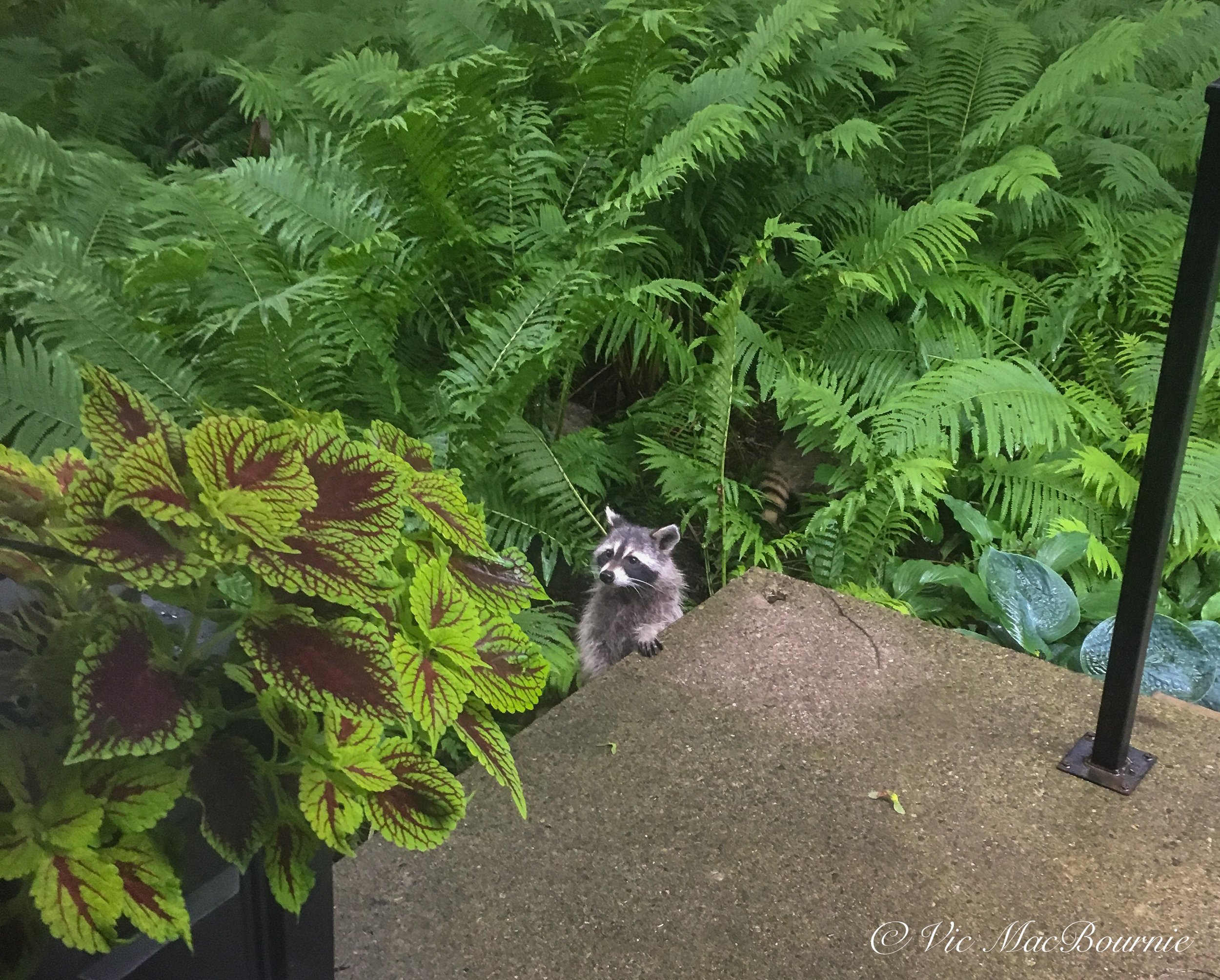 A baby raccoon among the ostrich ferns in the garden.