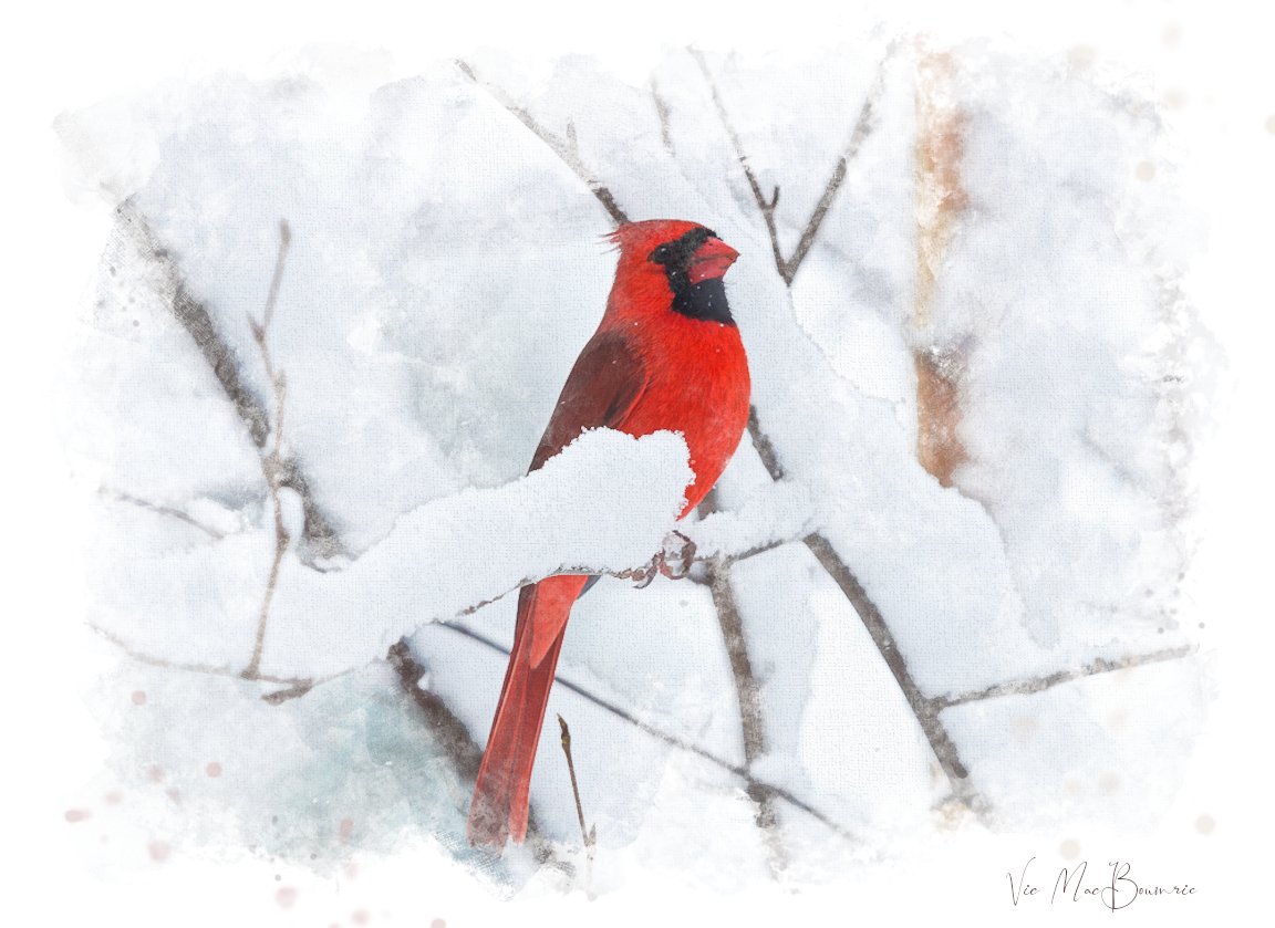 Male cardinal in snowPaintdone.jpg