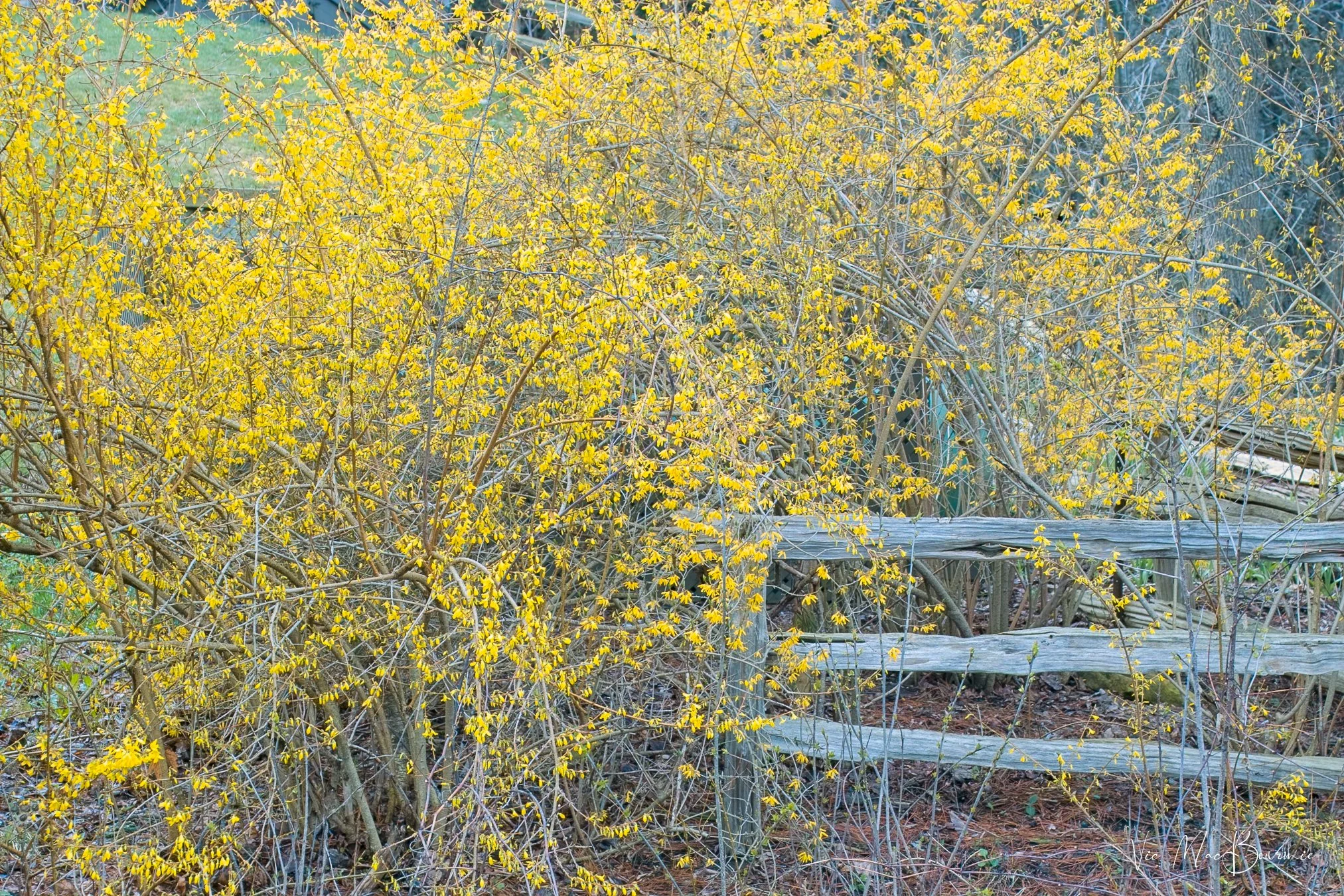Forsythia and Fence. Sigma SD10: 1/20th sec/ f7.1/ iso 100. 