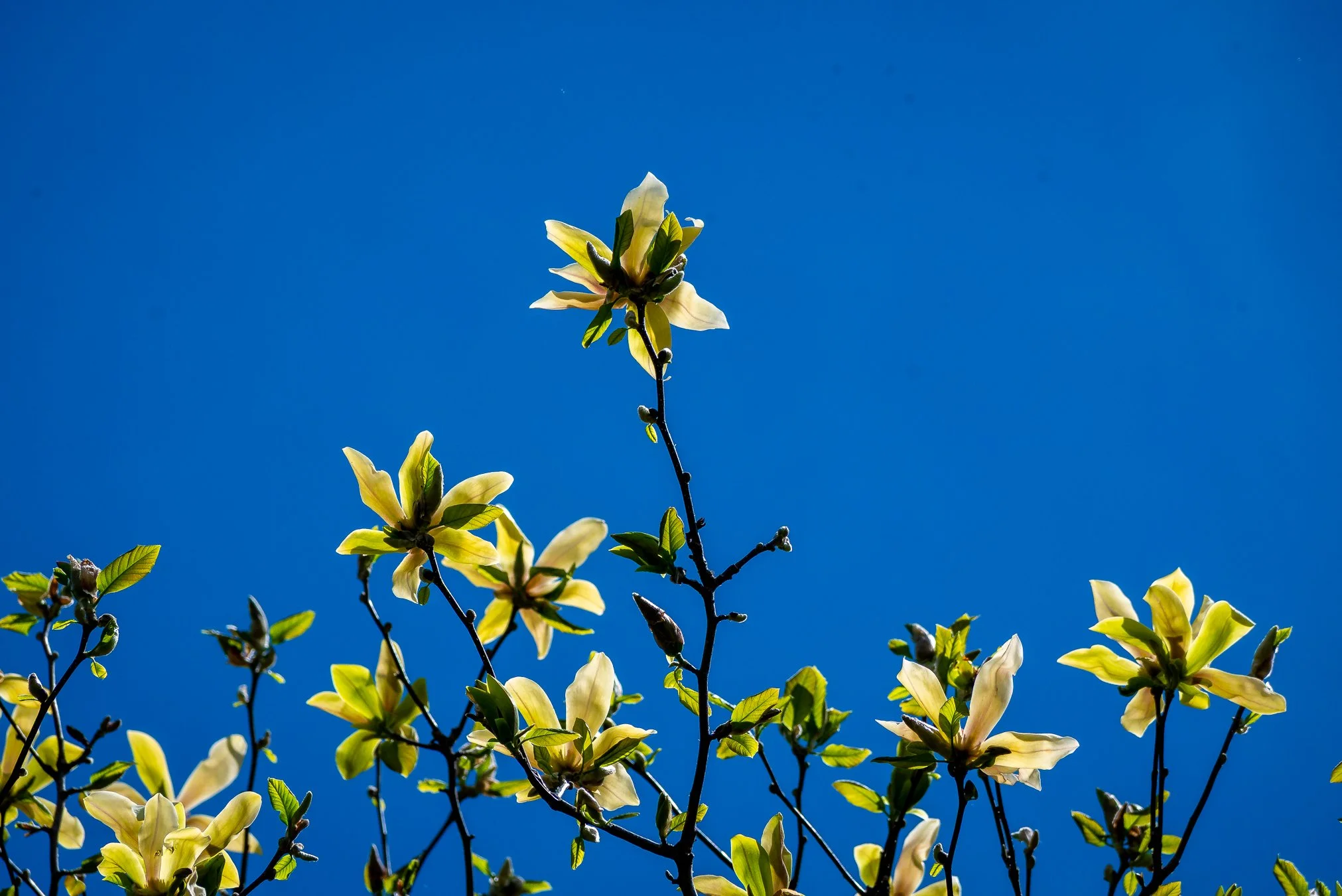 Shinryoku: Capturing the subtle, fleeting beauty of spring