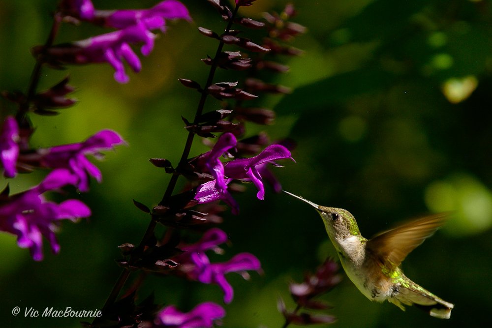 Hummingbird with Rockin' Deep Purple salvia.