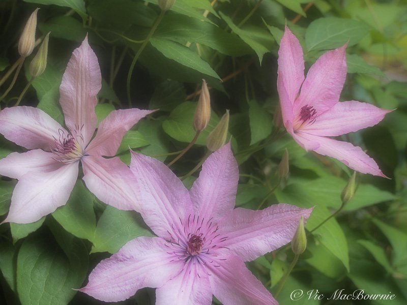 Clematis photographed with soft focus filter set on Olympus E-PL2.