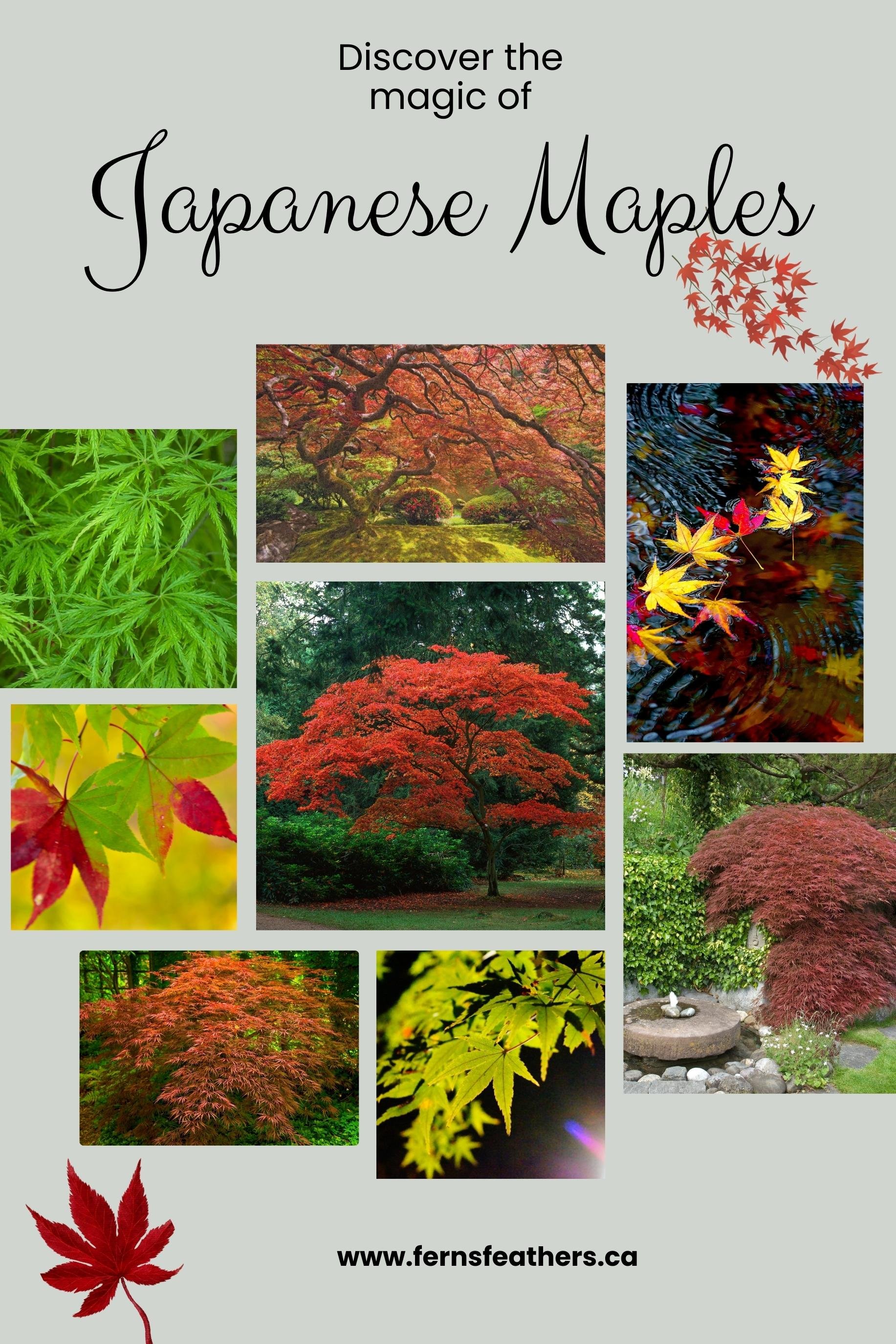 Graphic showing the beauty of Japanese Maples in the landscape including several weeping varieties.
