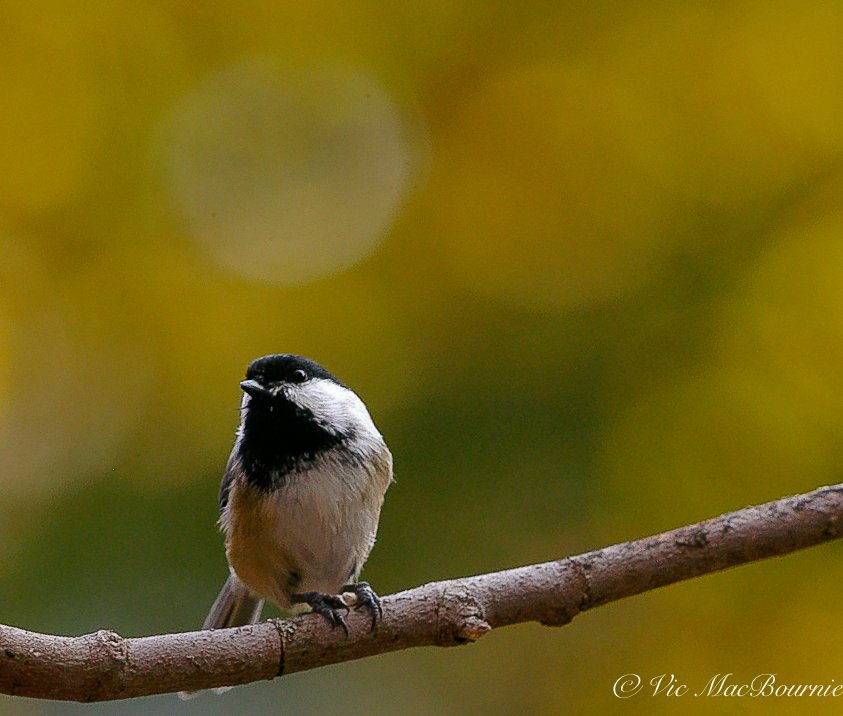A chickadee sits on a natural branch fitted to an accessory on our bird feeding pole.