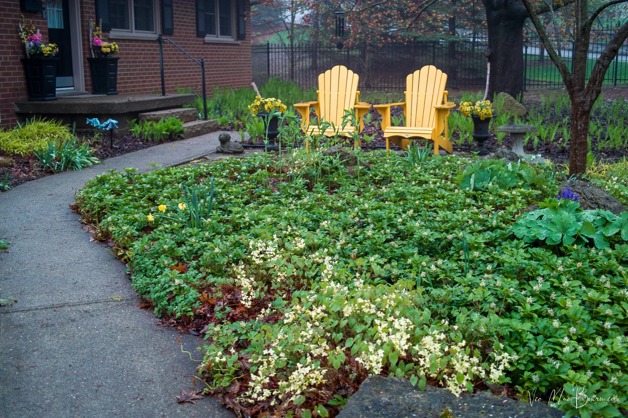 A combination of native and non-native plants cover the front of our grass-free woodland garden.