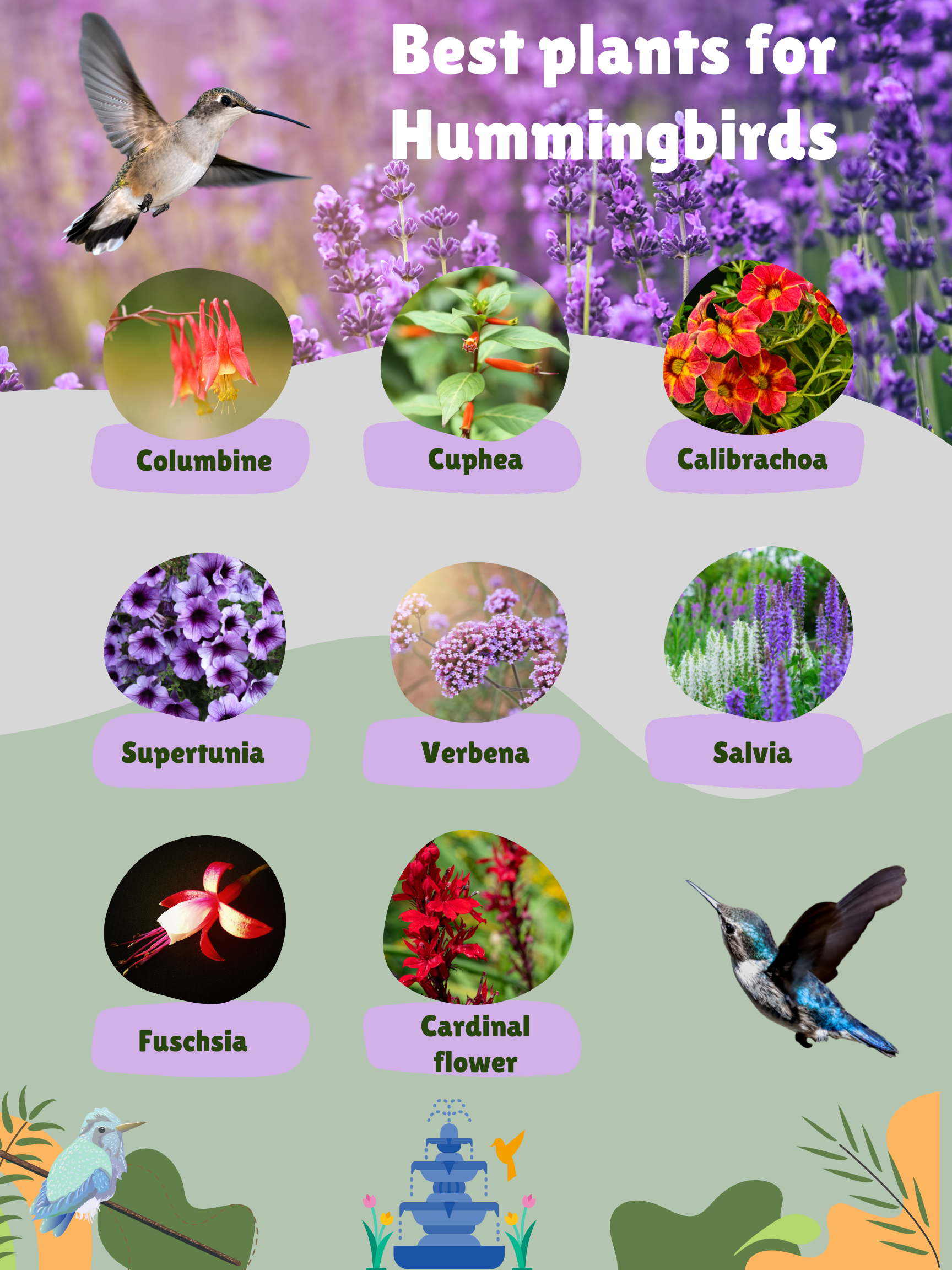 Image of Attract Hummingbirds garden plant compatibility chart