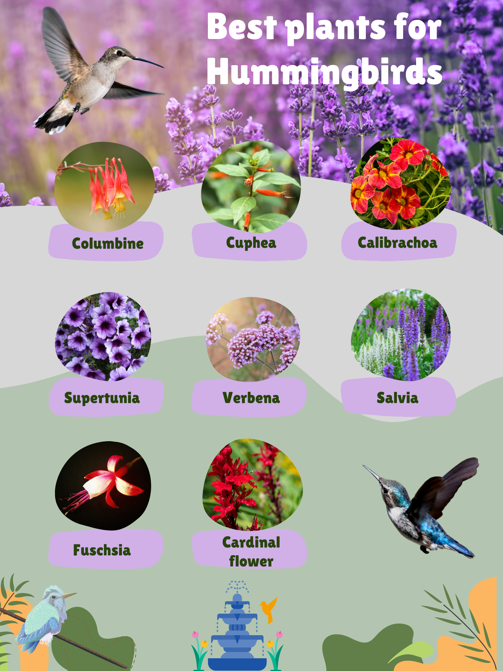 Some of the best plants to attract hummingbirds