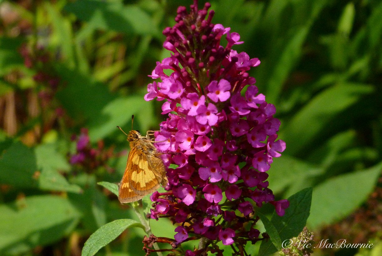 Skipper on Butterfly Bush