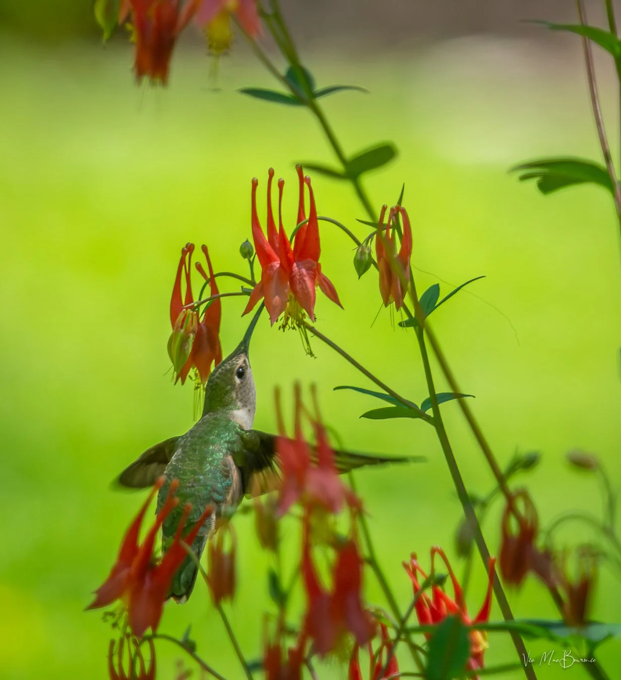 Hummingbird flies almost vertically to feed on the columbines.