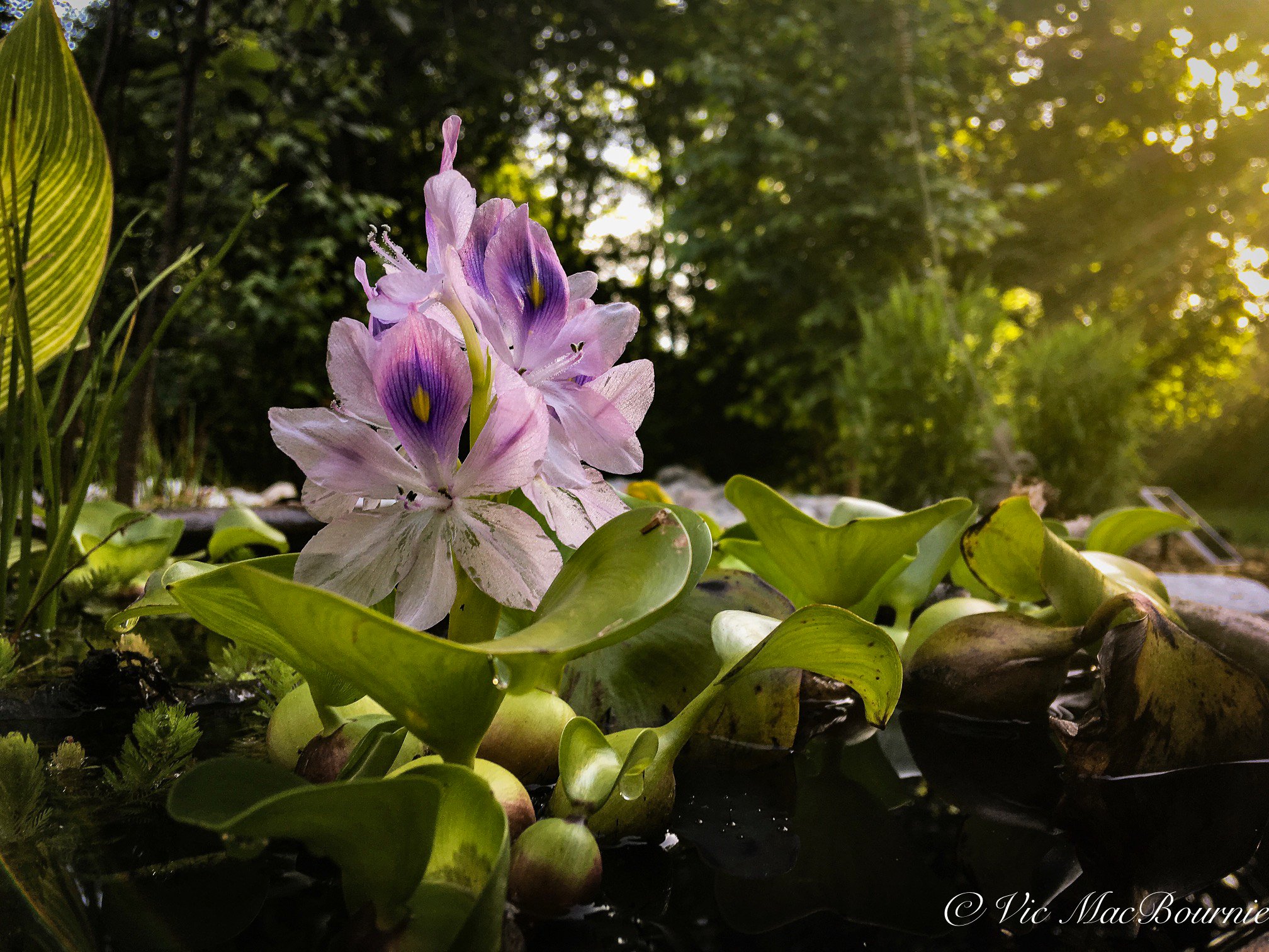 Early morning sun on the Water hyacinth