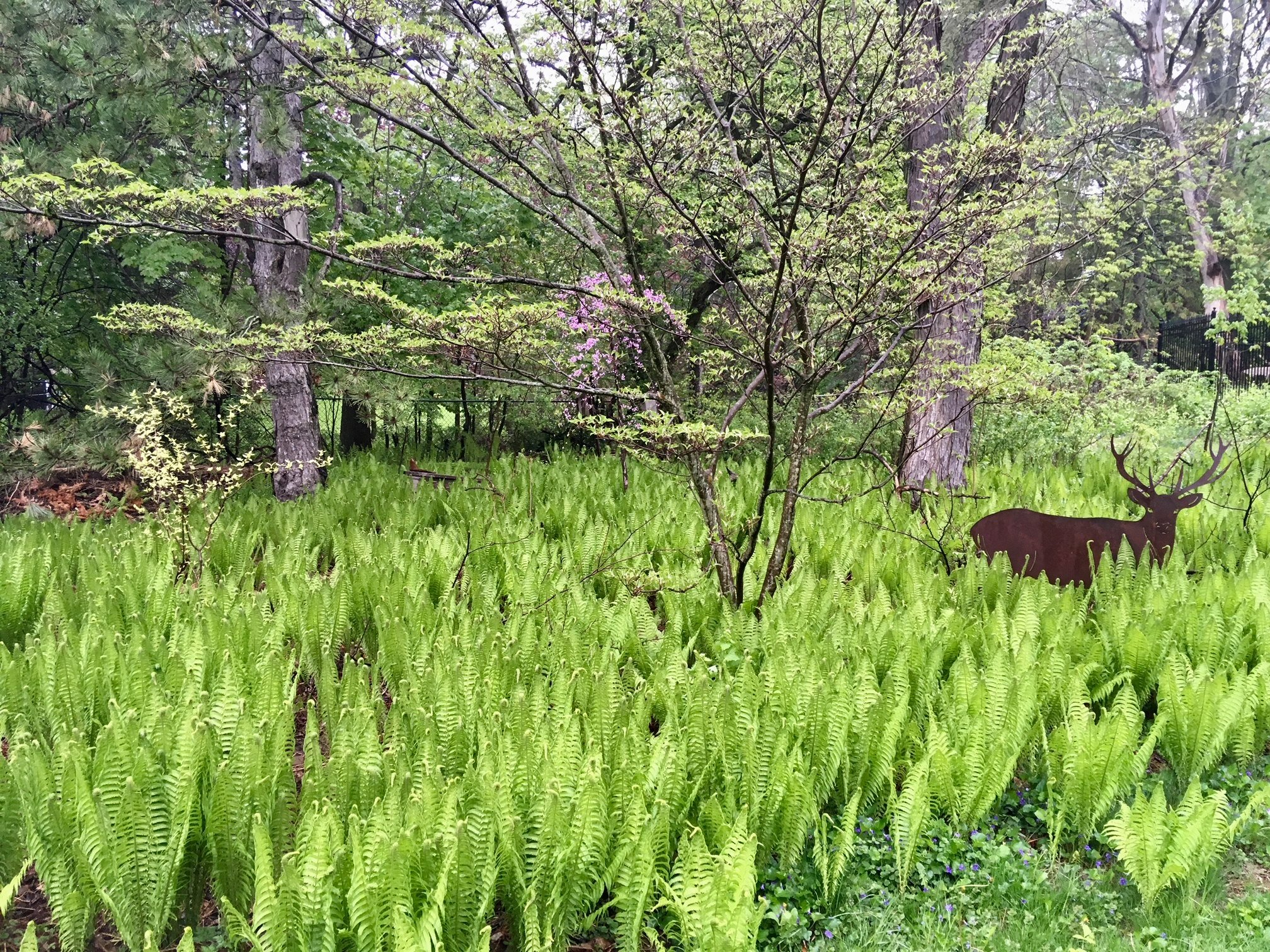 A Cornus Kousa dogwood, Cornus Mas and a Redbud emerge through the ferns in early spring in this woodland shade garden.
