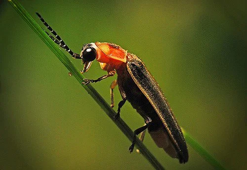 How to bring the magic of fireflies to your woodland garden — FERNS ...