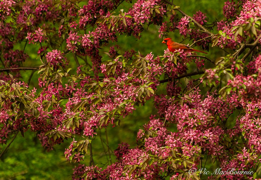 Male cardinal in beautiful flowering crabapple tree.