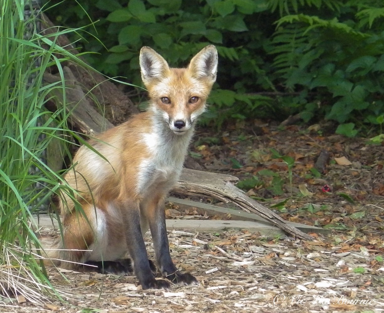 A young fox poses in the garden when I reached for the Pentax "Bridge" camera, the impressive X5.