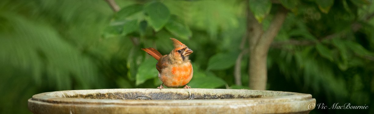 Cardinal in the garden-0002.jpg