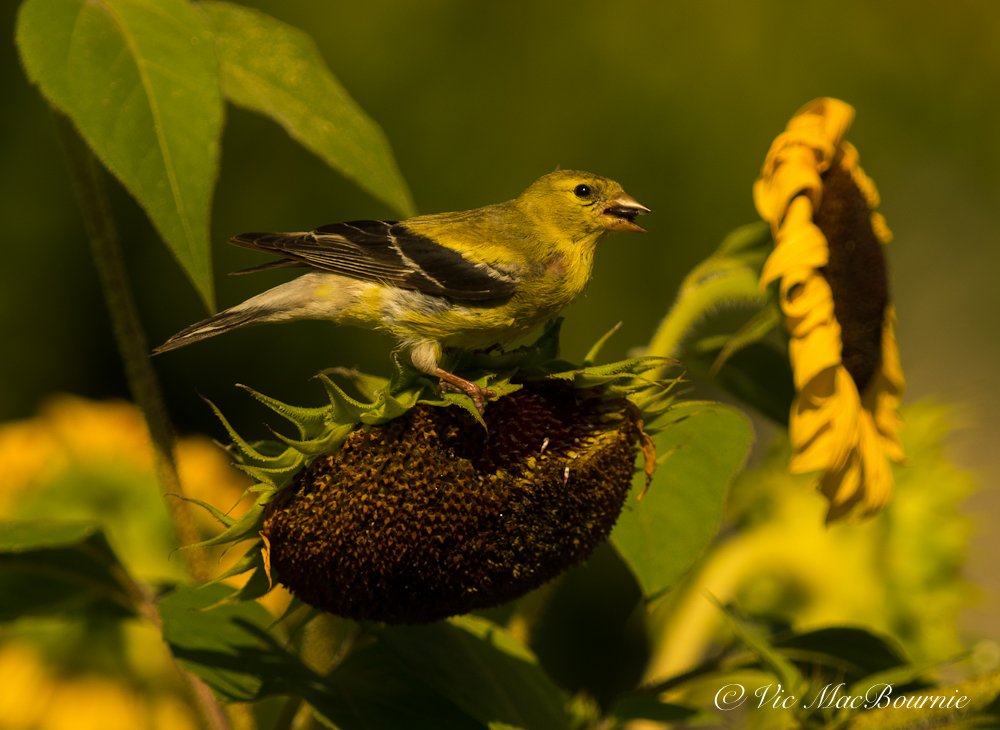 Goldfinch eating sunflower seeds in naturalized border