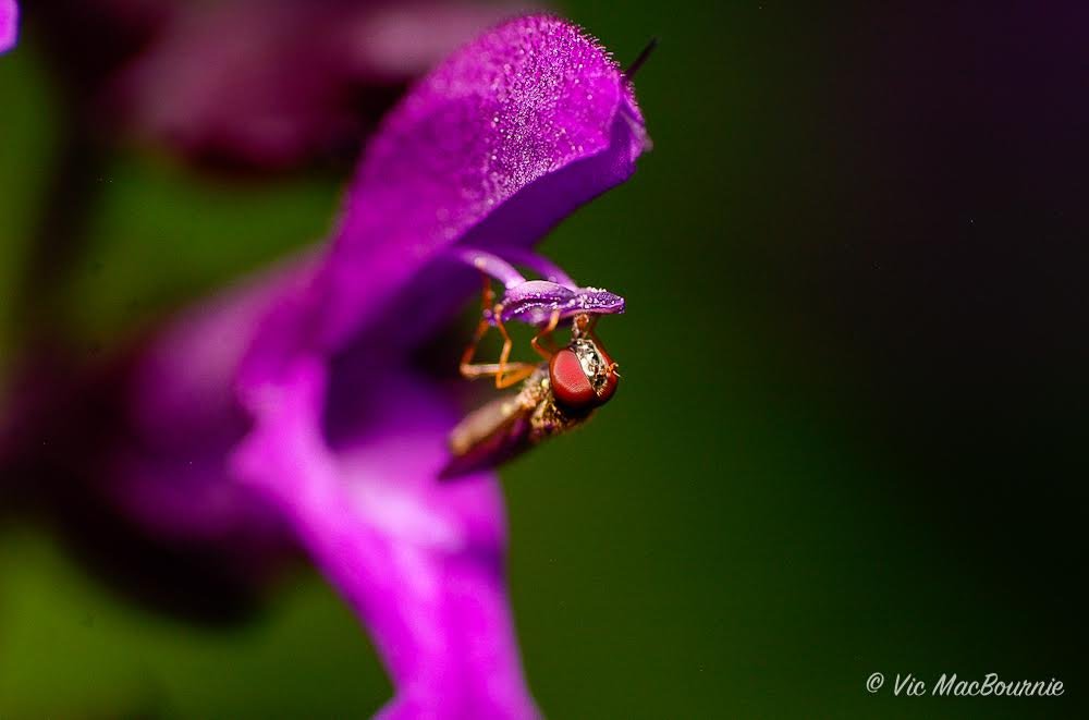 Macro lens captures a tiny hover fly feeding on salvia