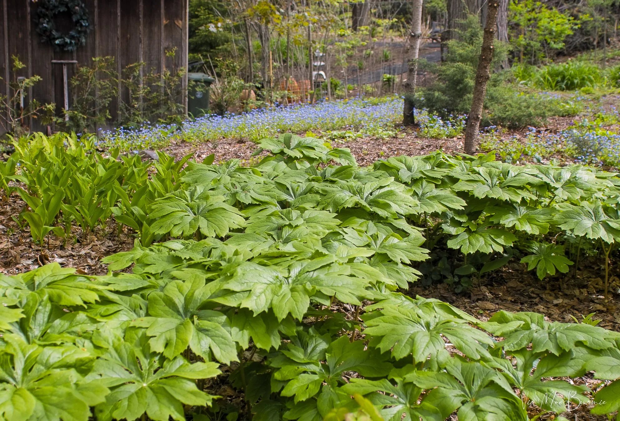 Mayapple in full bloom in the woodland garden