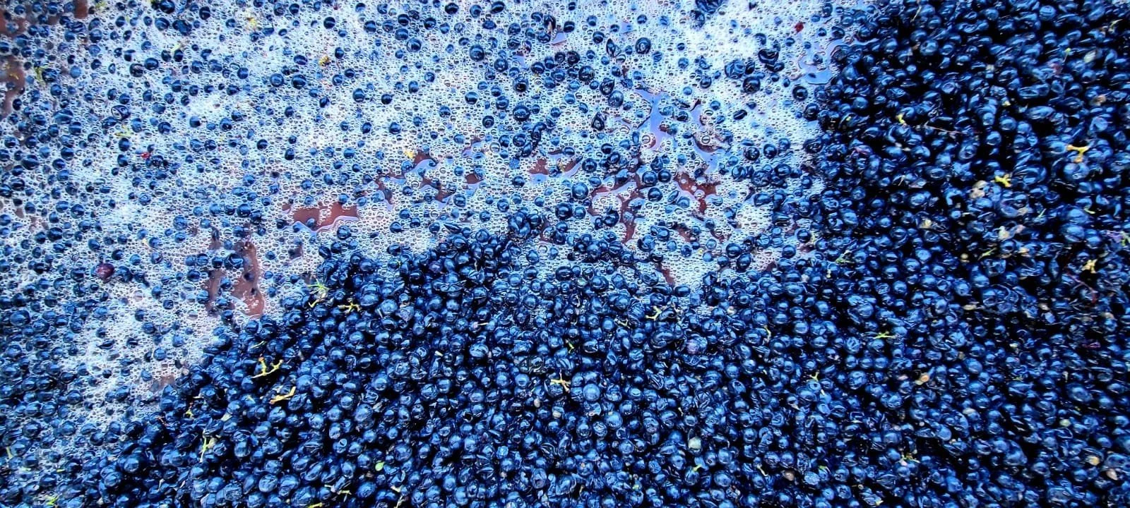 cabernet sauvignon grapes being sorted