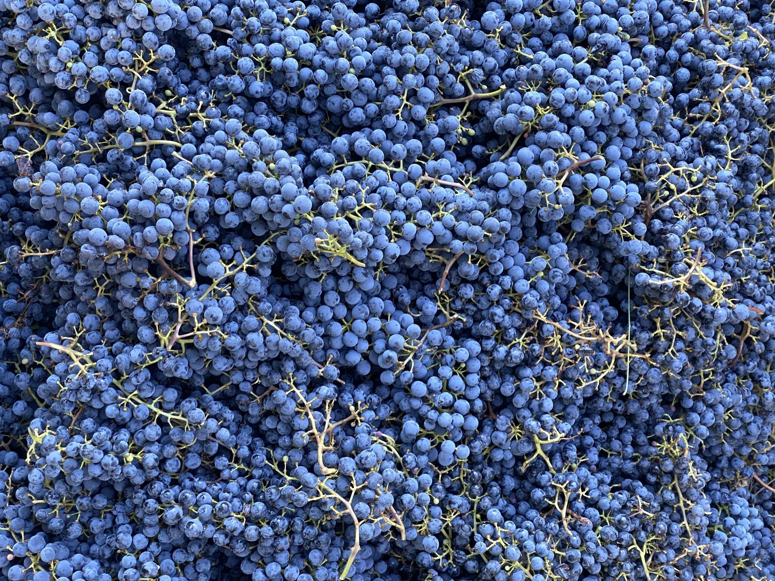 Grape horizontal.jpeg