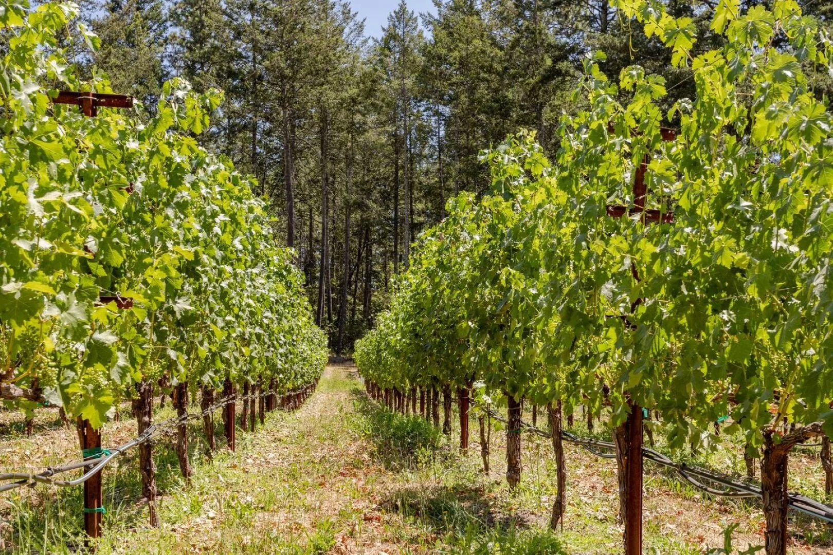 Vineyards1.jpg