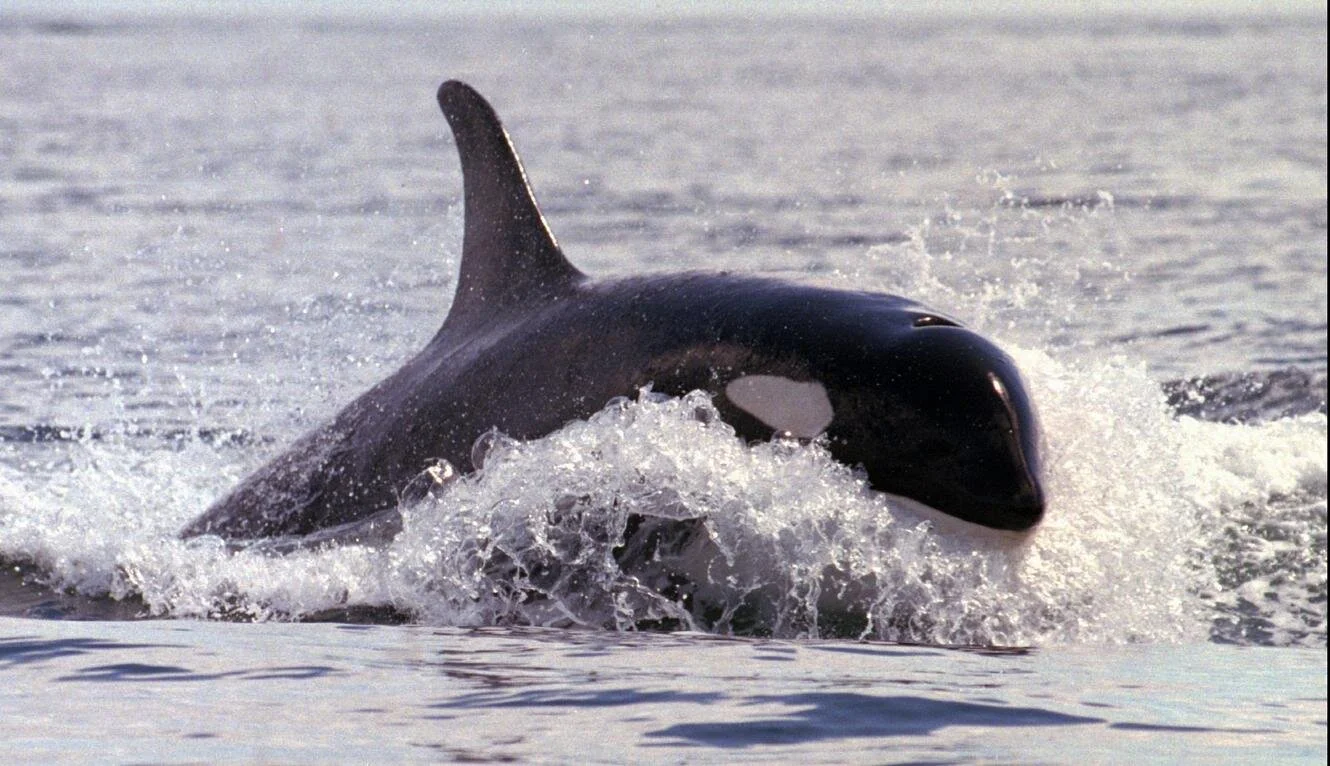 Canada is protecting orcas from oil spills. Why aren’t we?
