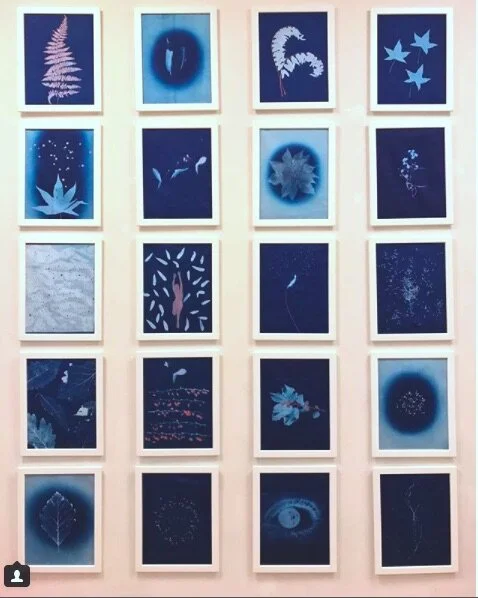 Cyanotypes_2017_10x8%22 each.jpg
